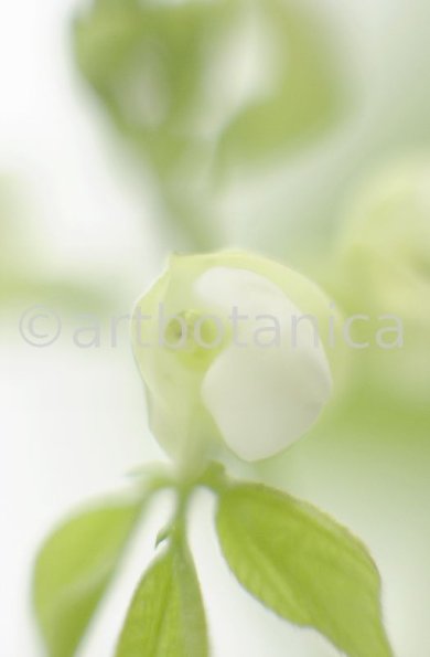 Gartenbohne-Phaseolus-vulgaris-6