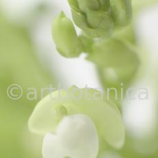 Gartenbohne-Phaseolus-vulgaris-8