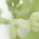 Gartenbohne-Phaseolus vulgaris