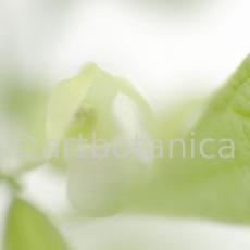 Gartenbohne-Phaseolus-vulgaris-10