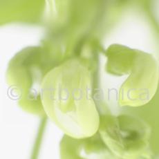 Gartenbohne-Phaseolus-vulgaris-7