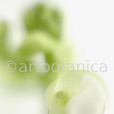 Gartenbohne-Phaseolus-vulgaris-1