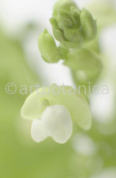 Gartenbohne-Phaseolus-vulgaris-8