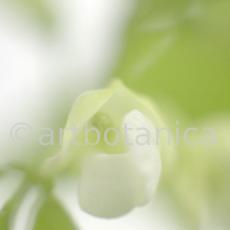 Gartenbohne-Phaseolus-vulgaris-11