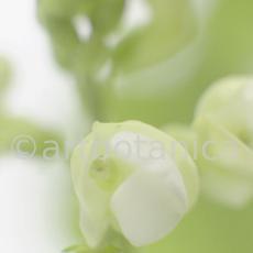 Gartenbohne-Phaseolus-vulgaris-5