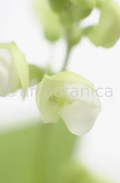 Gartenbohne-Phaseolus-vulgaris-4