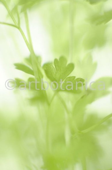 Gartenkerbel-Anthriscus-cerefolium-15