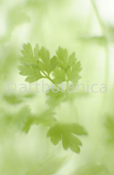 Gartenkerbel-Anthriscus-cerefolium-12