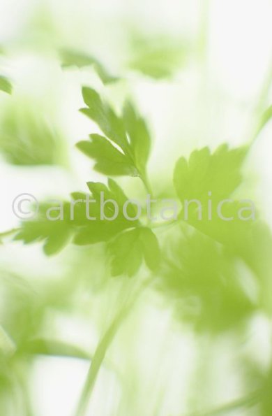 Gartenkerbel-Anthriscus-cerefolium-2
