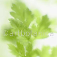 Gartenkerbel-Anthriscus-cerefolium-3