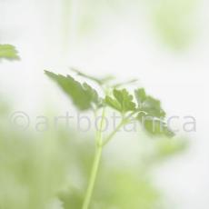 Gartenkerbel-Anthriscus-cerefolium-9
