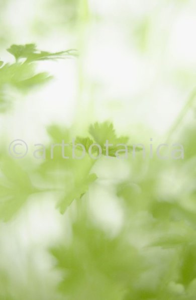 Gartenkerbel-Anthriscus-cerefolium-6