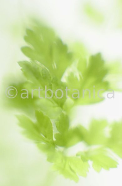 Gartenkerbel-Anthriscus-cerefolium-3