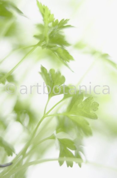 Gartenkerbel-Anthriscus-cerefolium-11