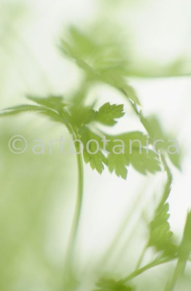 Gartenkerbel-Anthriscus-cerefolium-8