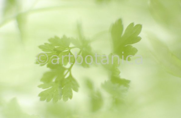 Gartenkerbel-Anthriscus-cerefolium-14