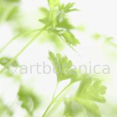 Gartenkerbel-Anthriscus-cerefolium-10