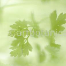 Gartenkerbel-Anthriscus-cerefolium-14