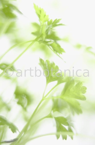 Gartenkerbel-Anthriscus-cerefolium-10