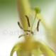 Geißblatt - Lonicera caprifolium