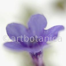 Ochsenzunge-gewöhnliche-Anchusa-officinalis-7