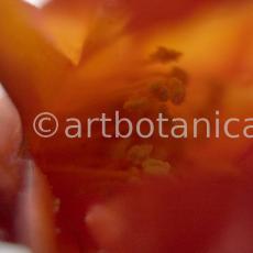 Granatapfel-Punica granatum-3