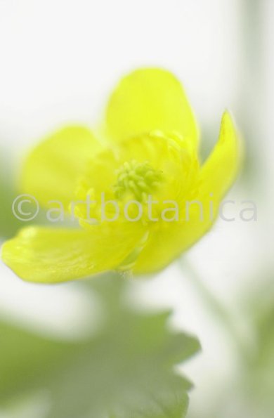 Hahnenfuss-scharfer-Ranunculus-acris-4