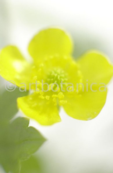 Hahnenfuss-scharfer-Ranunculus-acris-8
