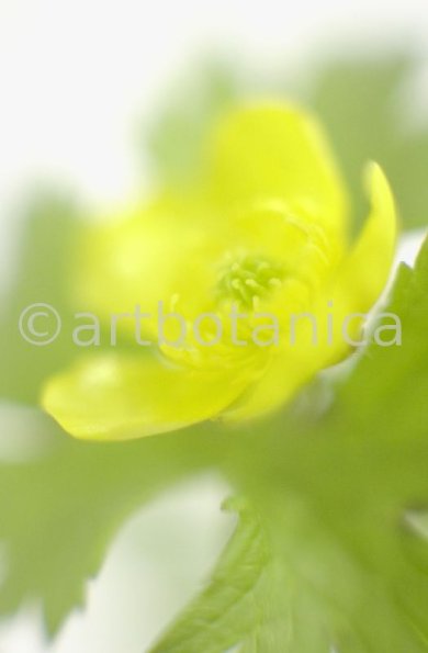 Hahnenfuss-scharfer-Ranunculus-acris-11
