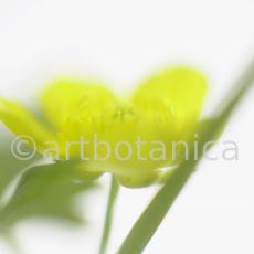 Hahnenfuss-scharfer-Ranunculus-acris-1