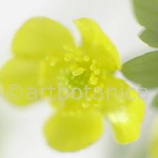 Hahnenfuss-scharfer-Ranunculus-acris-6