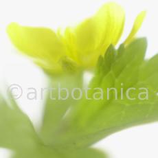 Hahnenfuss-scharfer-Ranunculus-acris-14