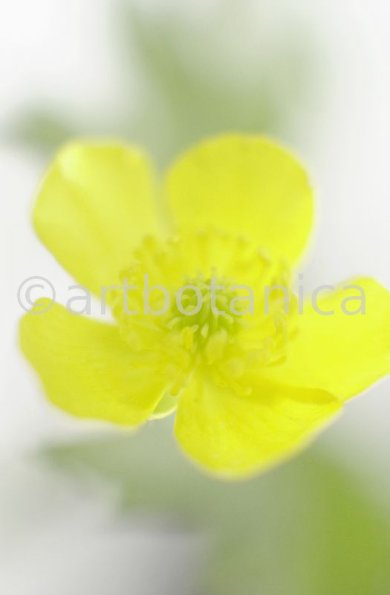 Hahnenfuss-scharfer-Ranunculus-acris-5