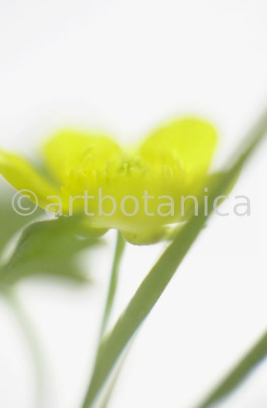 Hahnenfuss-scharfer-Ranunculus-acris-1