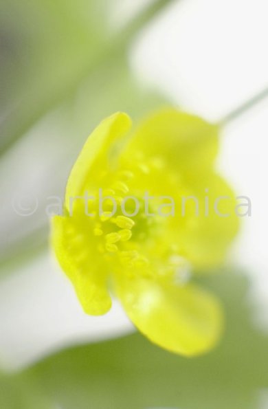 Hahnenfuss-scharfer-Ranunculus-acris-2
