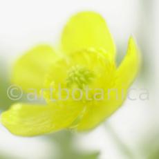 Hahnenfuss-scharfer-Ranunculus-acris-4