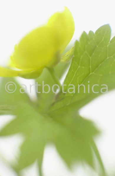 Hahnenfuss-scharfer-Ranunculus-acris-10