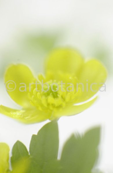 Hahnenfuss-scharfer-Ranunculus-acris-7