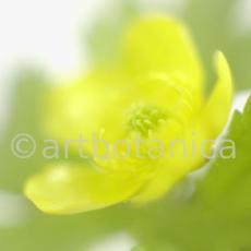 Hahnenfuss-scharfer-Ranunculus-acris-11