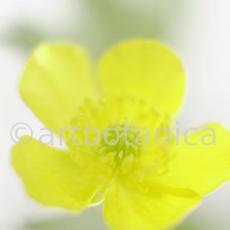 Hahnenfuss-scharfer-Ranunculus-acris-5