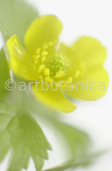 Hahnenfuss-scharfer-Ranunculus-acris-12