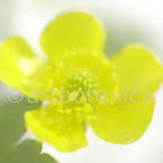 Hahnenfuss-scharfer-Ranunculus-acris-8