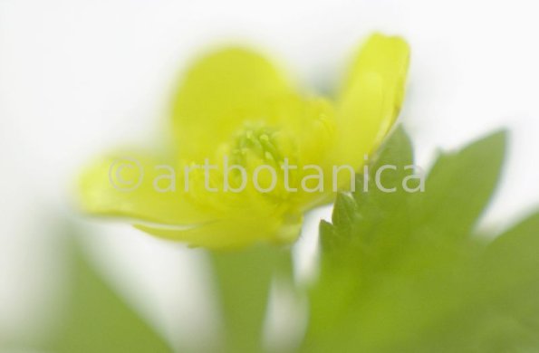 Hahnenfuss-scharfer-Ranunculus-acris-13