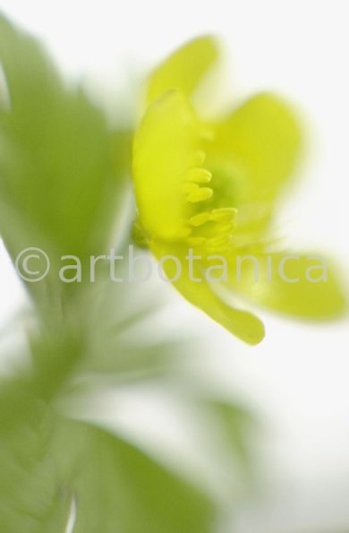 Hahnenfuss-scharfer-Ranunculus-acris-15