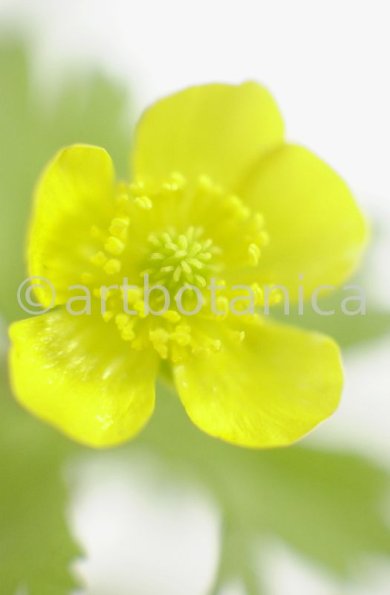 Hahnenfuss-scharfer-Ranunculus-acris-9