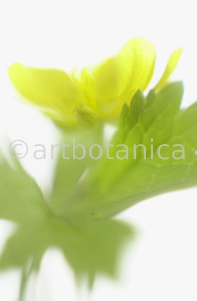 Hahnenfuss-scharfer-Ranunculus-acris-14