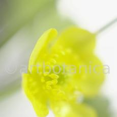 Hahnenfuss-scharfer-Ranunculus-acris-2