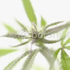 Hanf-Cannabis-sativus-13