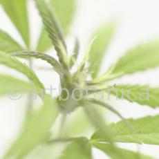 Hanf-Cannabis-sativus-11