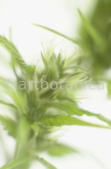 Hanf-Cannabis-sativus-9